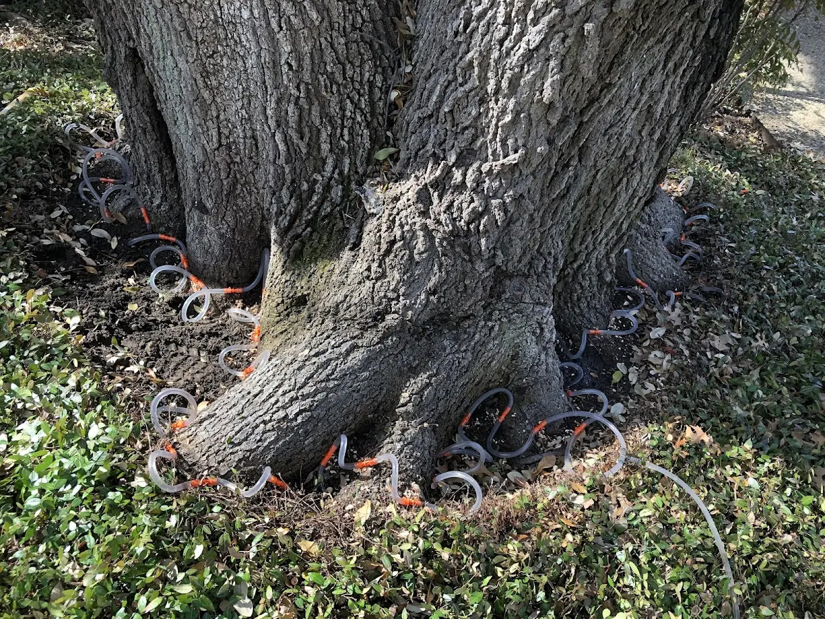 Detailed Tree Cabling and Bracing job site in Marquette