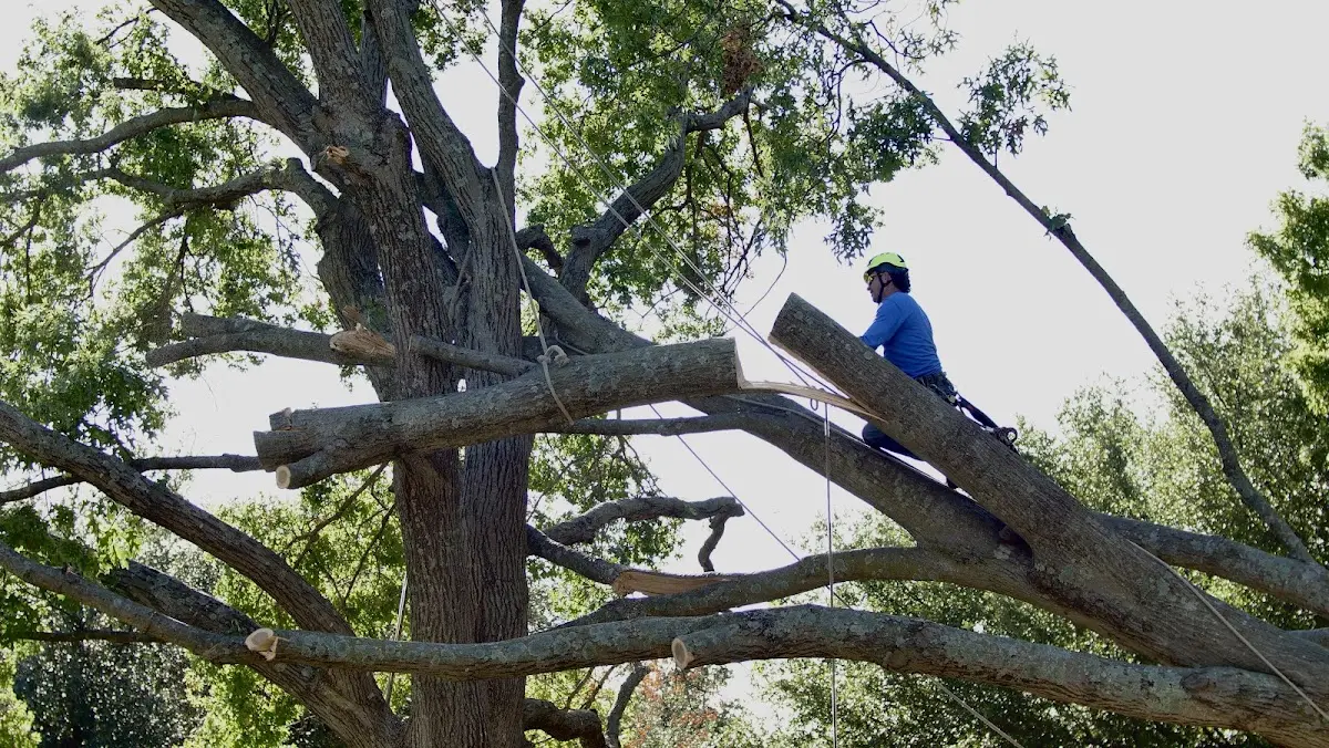 Professional Hazardous Tree Removal performed by certified arborists in Marquette
