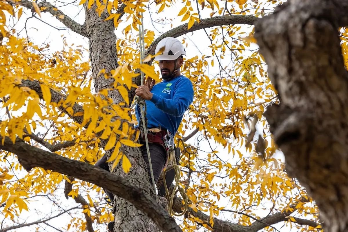 Skilled Tree Transplanting crew working in Marquette